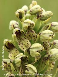 Image result for Brachycorythis angolensis