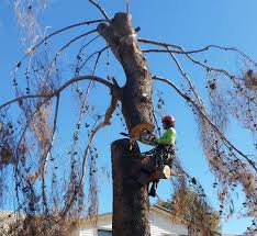 $125 (lakeside az) pic hide this posting restore restore this posting. Tree Service Tree Trimming Tree Removal And Tree Care The Tree Amigos