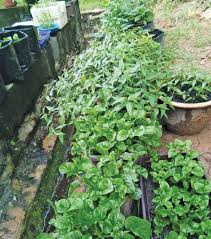 Kacang tanah dapat dibudidayakan di lahan sawah berpengairan, sawah tadah hujan, lahan kering tadah hujan. Baja Organik Sisa Dapur