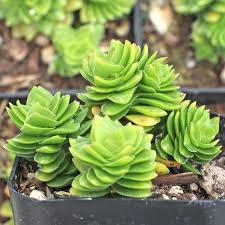 Image result for Crassula alsinoides