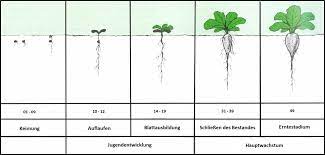 Phenological development stages of plants are used in a number of scientific disciplines (crop physiology, phytopathology, entomology and plant breeding) and in the agriculture industry (risk. Bbch Stadien Zuckerruben