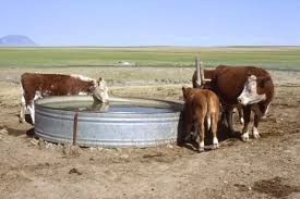 How to keep your animal's water trough clean with no chemicals. Stock Tank Wikipedia