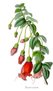 Image result for Mitrasacmopsis