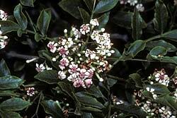 Image result for Schrebera trichoclada