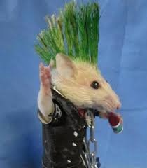Lee pham december 31, 2017. Riicons Twitter In 2021 Funny Rats Funny Hamsters Cute Rats