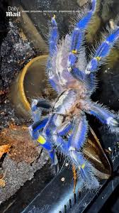 Image result for Blue Lightning 2005 Spider