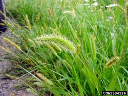 Image result for Setaria viridis