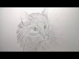 Ejemplos de dibujos de gatos realistas. Como Dibujar Un Gato Paso A Paso Realista Facil A Lapiz Curso De Dibujo Youtube
