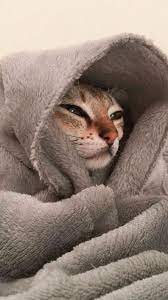 45 Cute Funny Cat Wallpaper Aesthetic Iphone Backgrounds Free Download Anak Kucing Lucu Foto Kucing Lucu Gambar Kucing Lucu