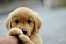 Lab mix puppies | too cute! Cute Puppy And Dog Pictures Too Cute Can Dogs Eat This