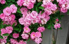 Prolific Climbing Peggy Martin Roses Rose Cuttings Climbing Roses Growing Roses