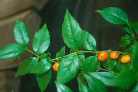 Image result for Cassinopsis ilicifolia