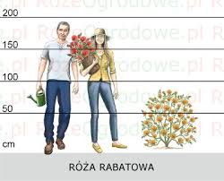 Okrzyknięte najtwardszymi różami na świecie! Roze Rabatowe Sadzonki Rozeogrodowe Pl Szkolka Grzegorz Hyzy