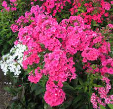 Pin On Gardening Tips