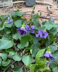 Image result for Violaceae