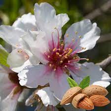 Healthy, mature plants · fedex direct to your home Prunus Dulcis Flowering Almond Tree Free Delivery