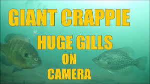 Stone Mountain Crappie