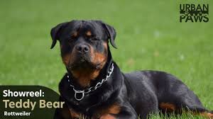 Here is the compilation of rottweiler barking and howling 2017. Dog Training Teddy Bear Rottweiler Aggressive Barking Training Youtube