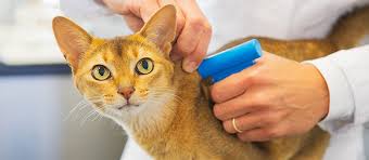 (13 days ago) great sites have free pet chip registry scam free pet microchip registry posted: All You Need To Know About Getting Your Pet Microchipped Mondou