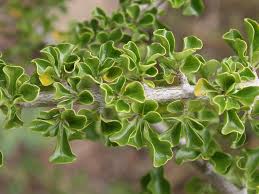 Image result for Coddia rudis