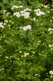 Image result for Tanacetum parthenium