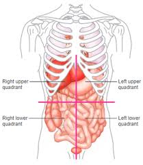 Let me say that it will take many sessions to cover the wonders of the human body. Abdominopelvic Quadrants And Regions Diagram Quizlet