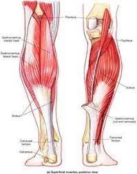 Muscles That Move The Foot And Toes Human Body Anatomy Body Anatomy Muscle Anatomy