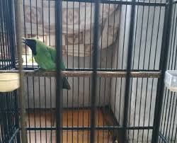 Cara mengetahui burung kepodang jantan dan betina. Daftar Harga Burung Cucak Ijo Terbaru 2020