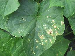 The zucchini is actually a type of summer squash, with a creamy, white flesh and a crisp green skin that's chock full of nutrients. Vegetable Cucurbits Leaf Spots Umass Center For Agriculture Food And The Environment