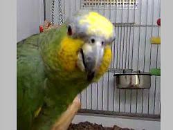 And the trade winds soft through the sighing trees. Talking Bird Wikipedia