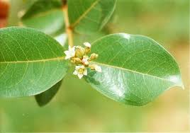Image result for Psorospermum febrifugum