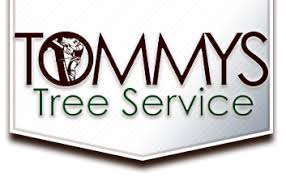Fast delivery, safe ship warranty! Best Flowering Trees For Austin Texas Tommys Tree Services