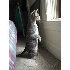 Cat looking out the window meme. Casually Looks Out Window Cat Standing Up Cat Stand Cat Standing