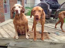 We did not find results for: Ohio Gundog Vizslas