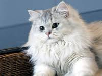 For sale blue golden british cat. British Longhair Cat Breeds Care A Lot Pet Supply