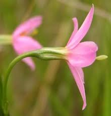 Image result for Chironia