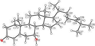 Image result for Antrocaryon