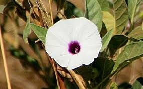 Image result for Astripomoea