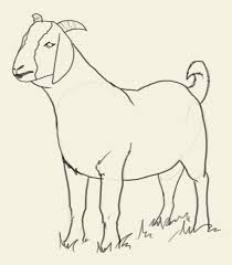 How To Draw Goat Learn To Draw A Goat Step By Step Images Along With Easy To Follow Instruction The Domestic Goat Is A Subspecies Of Sheep Art Drawings Goats