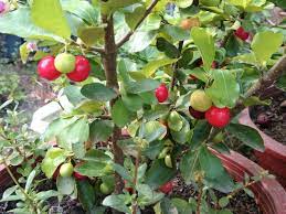 The fruit of the acerola cherry tree is rich in vitamin c and carotenoids and can be used for the prevention and treatment of vitamin c deficiency and scurvy. Barbados Cherry A Fast Growing Low Maintenance Potted Plant Cape Gazette