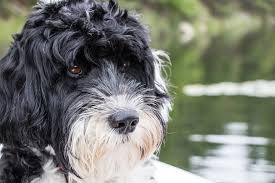 Le manteau du cao de agua en est également typique car il produit très peu de sébum, il ne dégage pas la mauvaise odeur typique du chien mouillé. The Portuguese Water Dog Portuguese Cao De Agua Character And Size