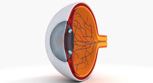 3d Model Anatomy Eye Eyeball Medical Cross Section Human Slice Sclera Iris System Internal Organ Vision Cornea Anatomy Models Eye Anatomy Model