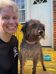 Found three friendly dogs