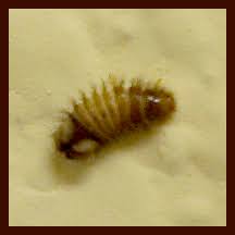 However, if you find larvae, the fuzzy immature beetles on fabric, carpet, or other natural materials in your home, you may need to manage the infestation. Carpet Beetles On The Climb Thrasher Termite Pest Control