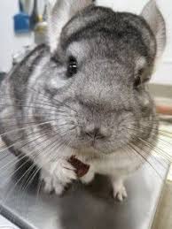 Despite their attractive features that add value to your life, the. 770 Chinchilla 3 Ideas Chinchilla Cute Animals Pets