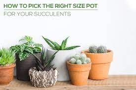 How many types of cacti are there? Choosing The Right Pot Size For Your Succulents Succulents Box