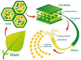Cellulose is all about you, but do you know what it is? Cellulose Nanodefects The Key To Biofuels And Biomaterials Of The Future Research Outreach