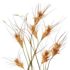 Image result for Themeda
