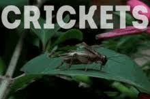 Ten cricket insect sound effects , you can use in your videos or where you want. Crickets Gif With Sound Gifs Tenor