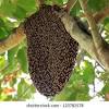 Orange county, california bee removal. 1